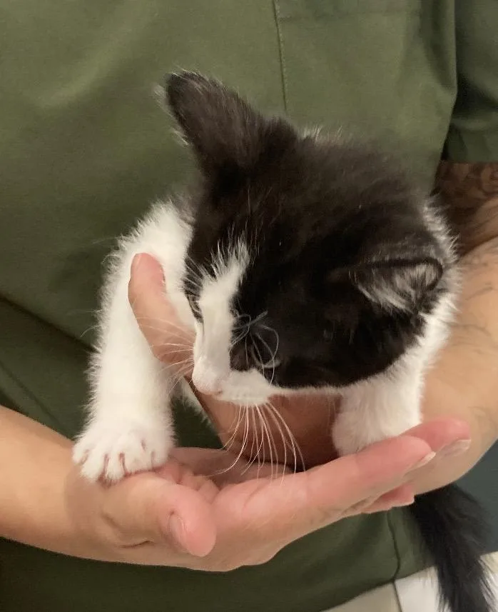A baby medium-sized male Black & White / Tuxedo Domestic Short Hair cat named Patrick Henry for adoption in Huntington Beach, CA