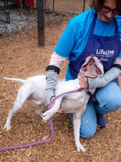An adult medium-sized female Mixed Breed dog named Somalia for adoption in Chamblee, GA