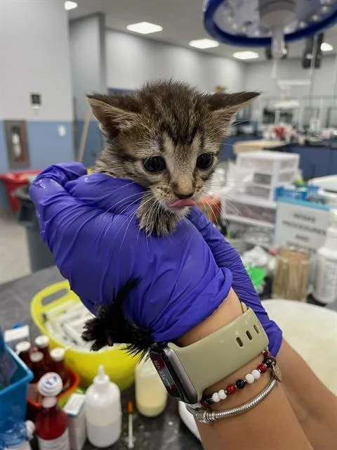A baby small-sized female Domestic Short Hair cat named Ham for adoption in Palmetto, FL