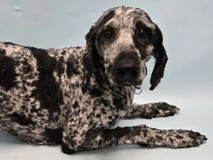 An adult large-sized male Standard Poodle dog named Max for adoption in Coon Rapids, MN