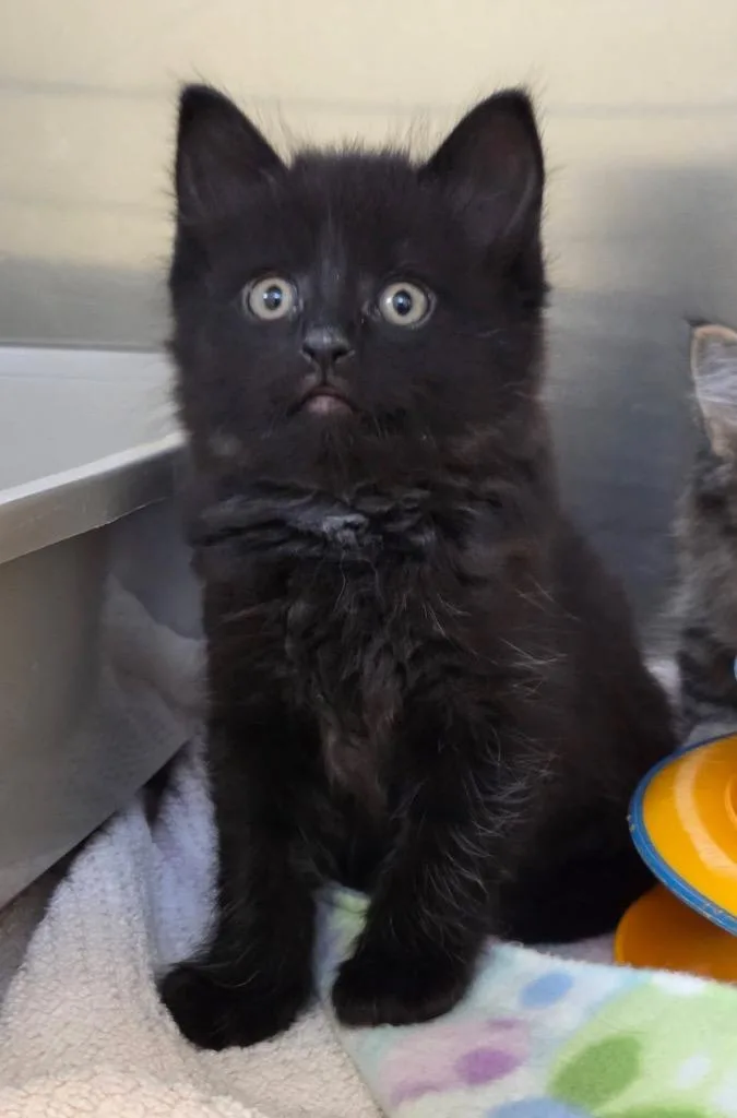 A baby small-sized male Domestic Short Hair cat named Dandy for adoption in Liverpool, NY