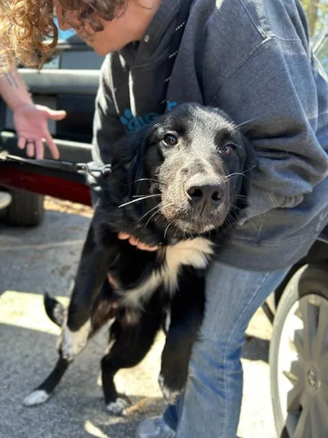 A young medium-sized male Black Golden Retriever dog named Remi for adoption in Muskegon, MI