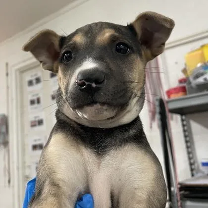 A baby large-sized female Husky dog named Lia for adoption in Morton Grove, IL