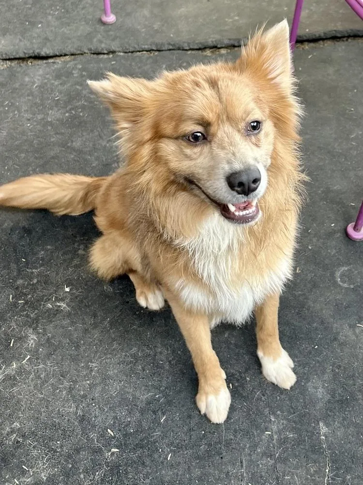 A young small-sized male Golden Border Collie dog named Monty for adoption in TUCSON, AZ
