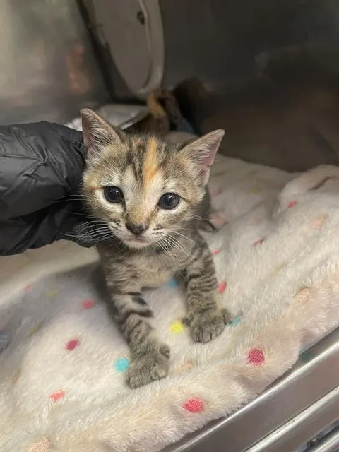 A baby small-sized female Domestic Short Hair cat named Twinklet for adoption in Columbia, SC
