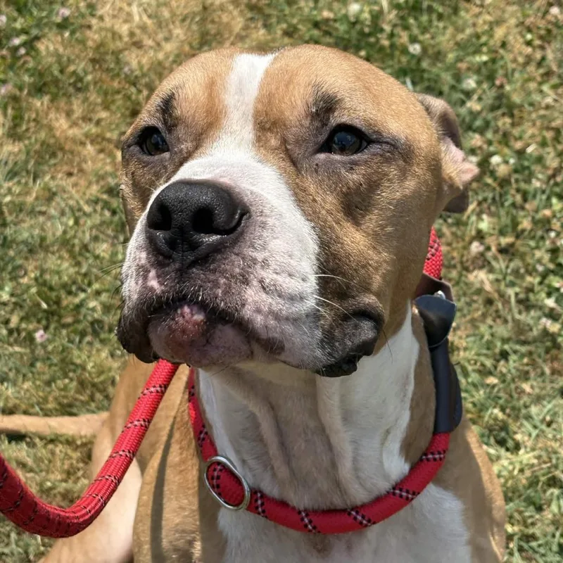 An adult medium-sized male Brown / Chocolate American Staffordshire Terrier dog named Tommie for adoption in Greenville, SC