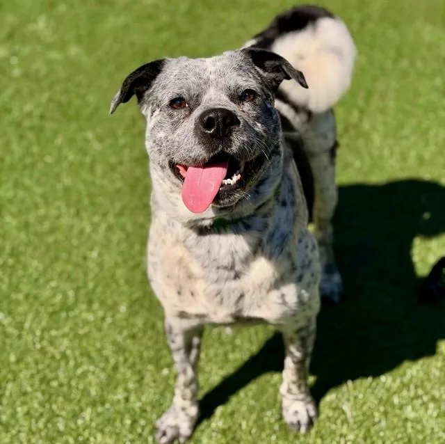A young medium-sized male Australian Cattle Dog / Blue Heeler dog named Freckles for adoption in San Luis Obispo, CA