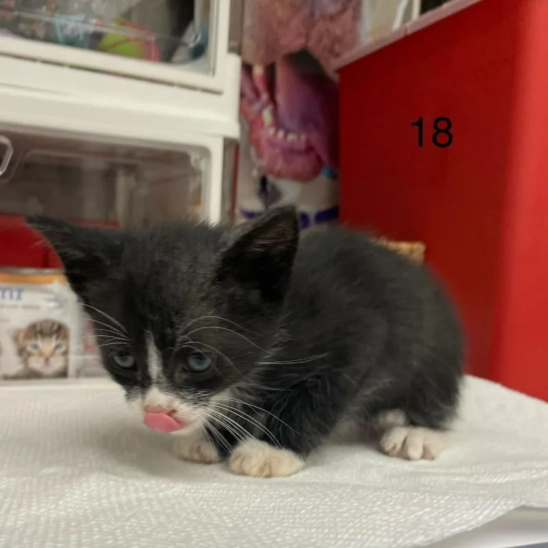 A baby small-sized male Black Domestic Short Hair cat named Quincy for adoption in Spokane, WA
