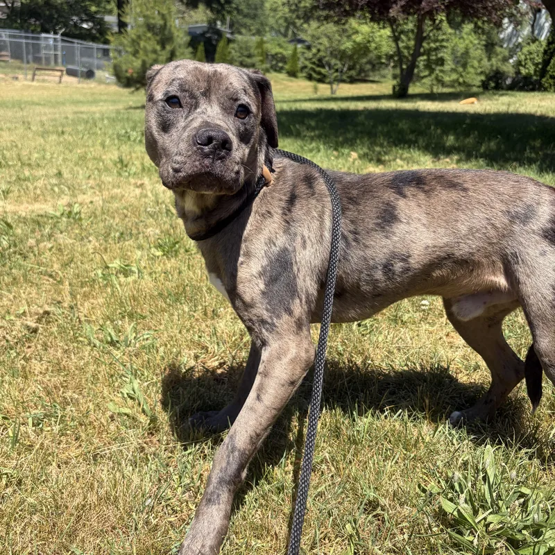 A young medium-sized male Merle (Blue) Mixed Breed dog named Jared for adoption in Mishawaka, IN