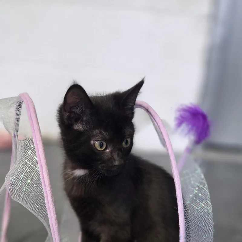 A baby medium-sized male Black Domestic Short Hair cat named Josh for adoption in Hartville, OH