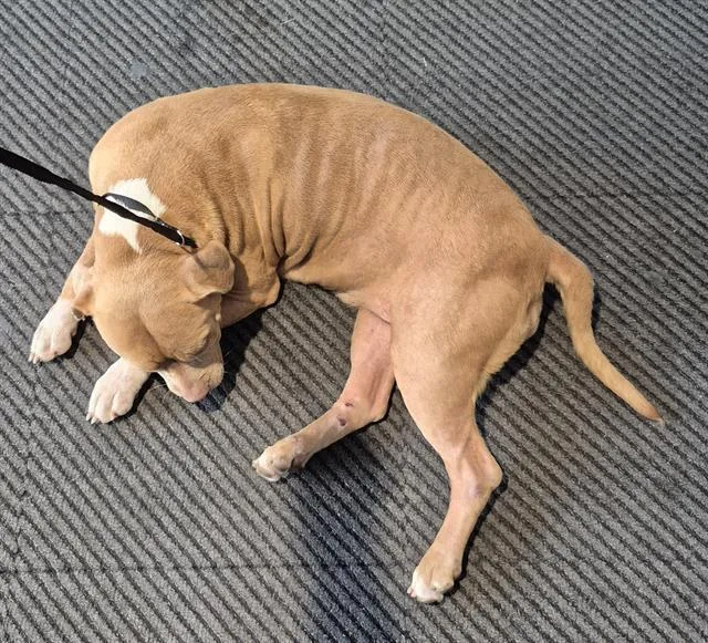 An adult medium-sized female American Staffordshire Terrier dog named Bella for adoption in San Antonio, TX