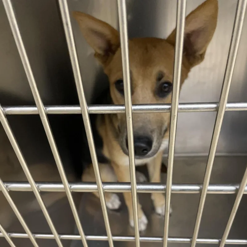 A young medium-sized male Brown / Chocolate Mixed Breed dog named Poe for adoption in Winston-Salem, NC