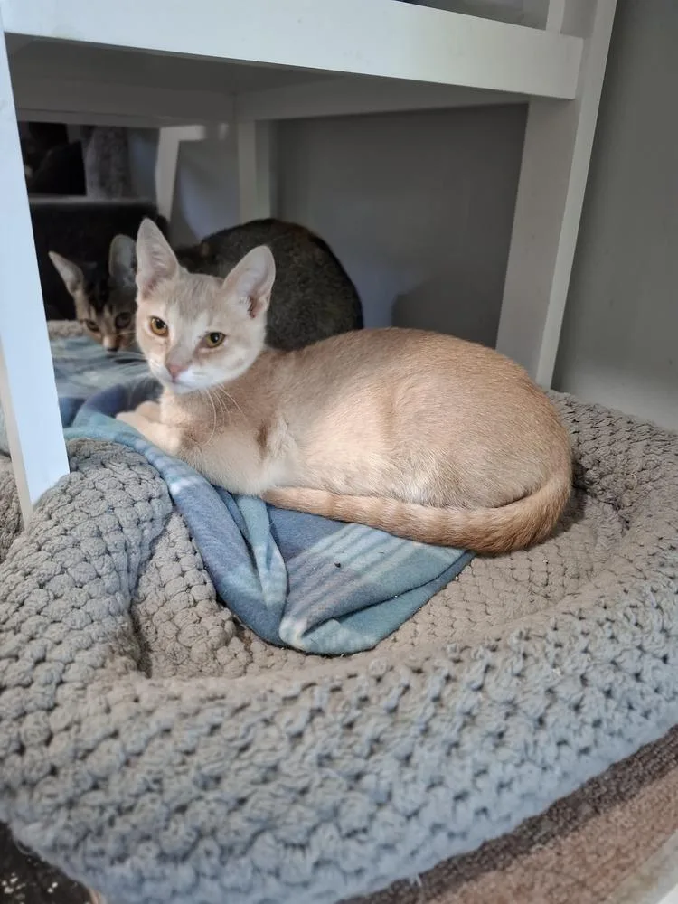 A baby small-sized male Domestic Short Hair cat named Delta for adoption in Lewisburg, TN