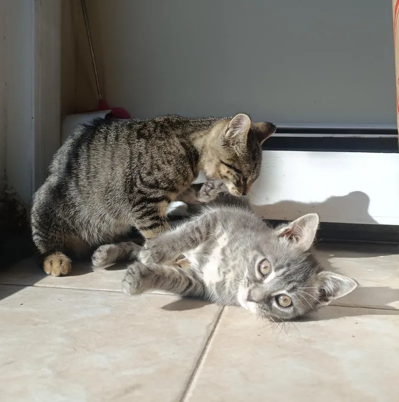 Corey And Murphy thumbnail 6