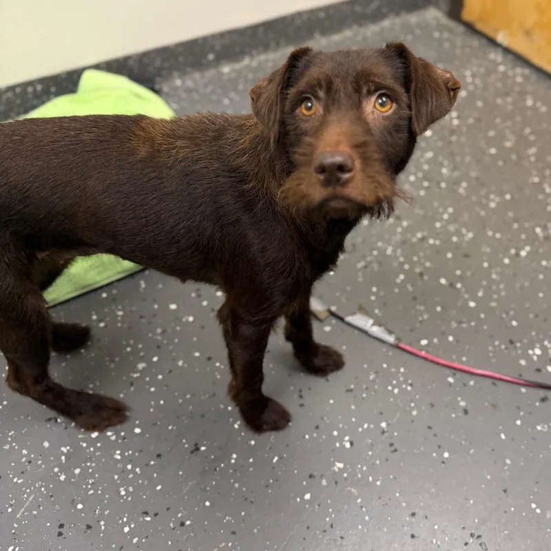 A young medium-sized female Brown / Chocolate Mixed Breed dog named Chloe for adoption in Columbiana, AL