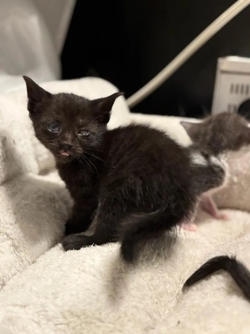 A baby medium-sized female Black Domestic Short Hair cat named Matilda And Grapejuice for adoption in Gaylordsville, CT