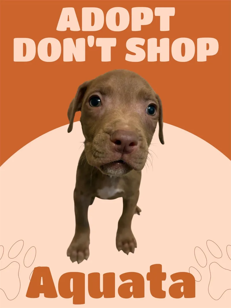 A baby large-sized female Brown / Chocolate American Staffordshire Terrier dog named Aquata for adoption in Arlington, TX