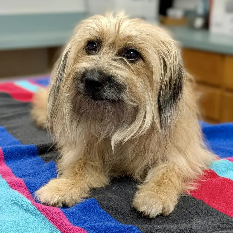 An adult small-sized female Yellow / Tan / Blond / Fawn Havanese dog named Bonita for adoption in Covington, GA