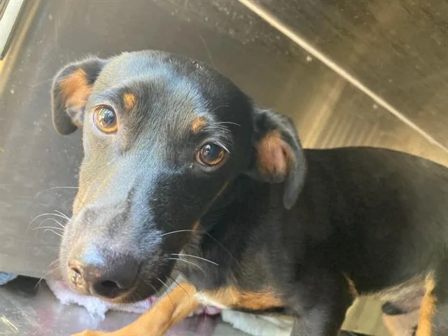 A young small-sized male Mixed Breed dog named Troy for adoption in Dallas, TX