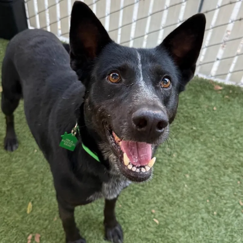 An adult medium-sized female Black Cattle Dog dog named Riley for adoption in San Diego, CA