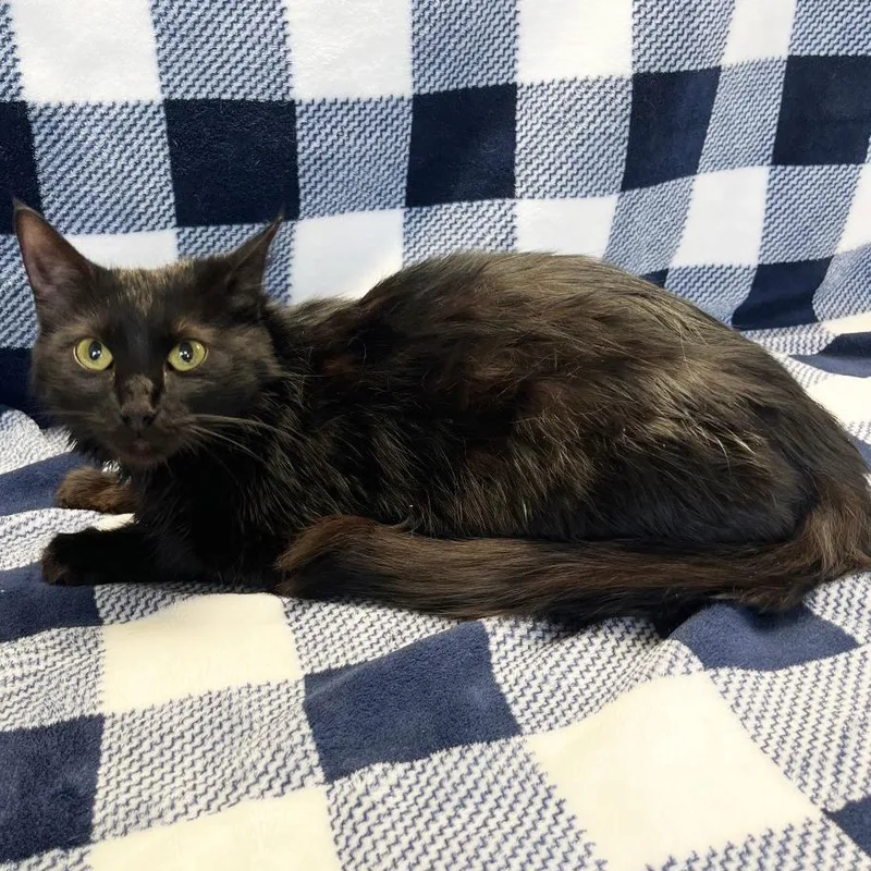 Mama Frankie thumbnail 3