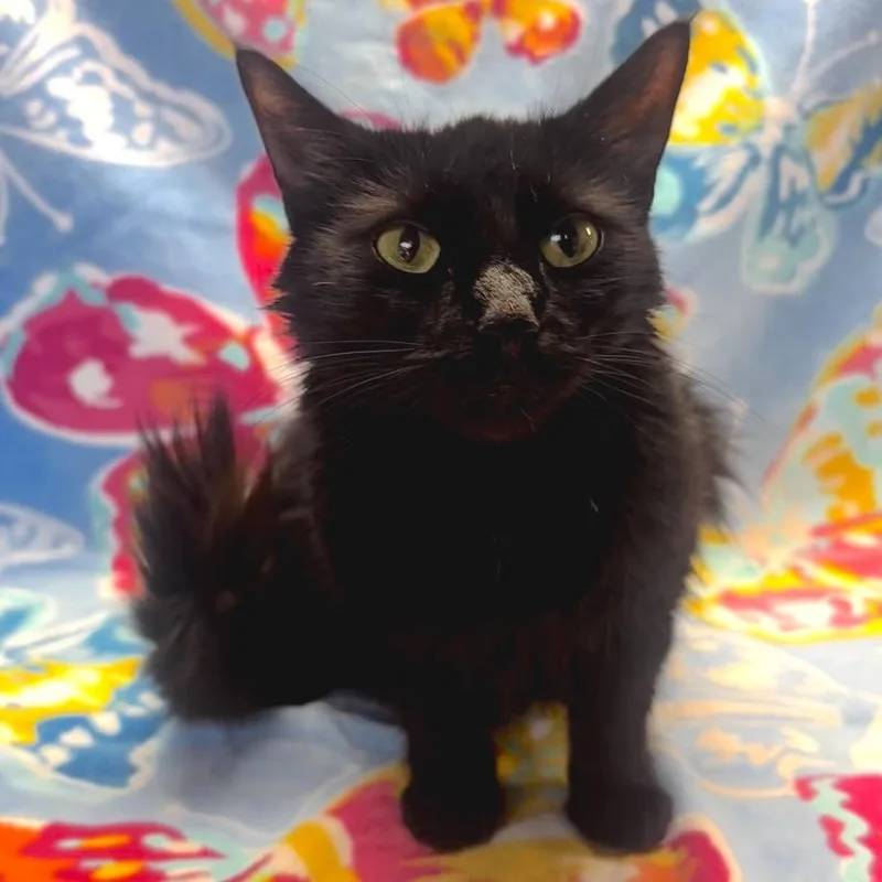 Mama Frankie thumbnail 4