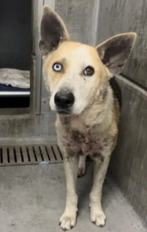 An adult large-sized female Labrador Retriever dog named Hera for adoption in Los Angeles, CA