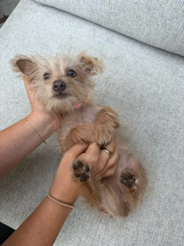 A young small-sized female Yellow / Tan / Blond / Fawn Mixed Breed dog named Hailey for adoption in Manhattan Beach, CA