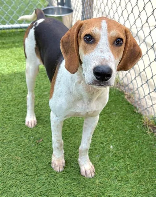 A young large-sized male Mixed Breed dog named Cowboy for adoption in Columbia, SC