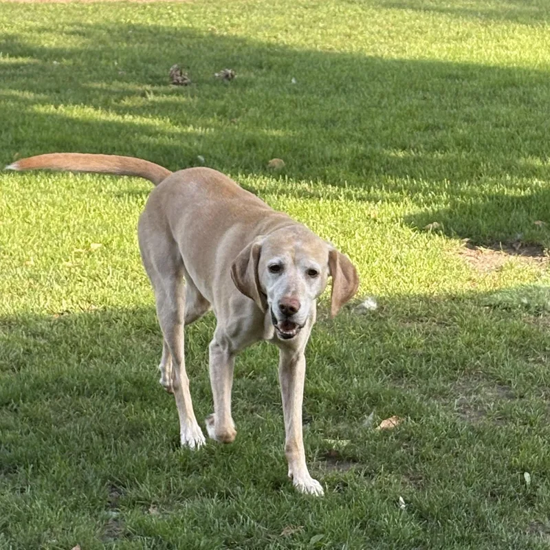 Nala thumbnail 3
