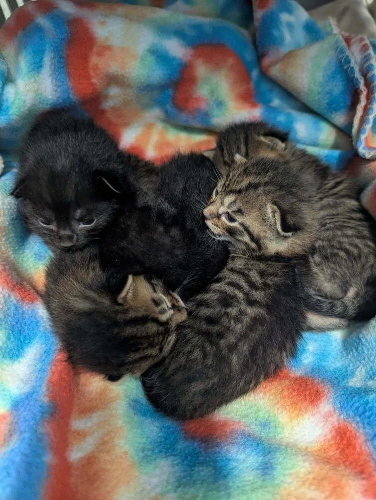 A baby small-sized female Black Domestic Short Hair cat named Dart for adoption in Evansville, IN