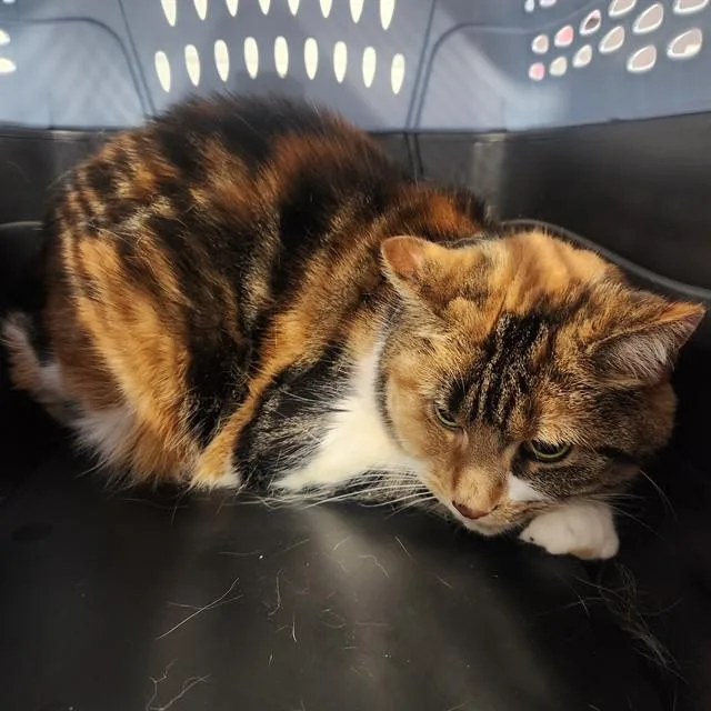 An adult small-sized female Domestic Short Hair cat named Coco for adoption in Kalamazoo, MI