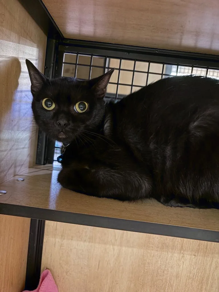 A young medium-sized female Domestic Short Hair cat named Blueberry for adoption in New York, NY