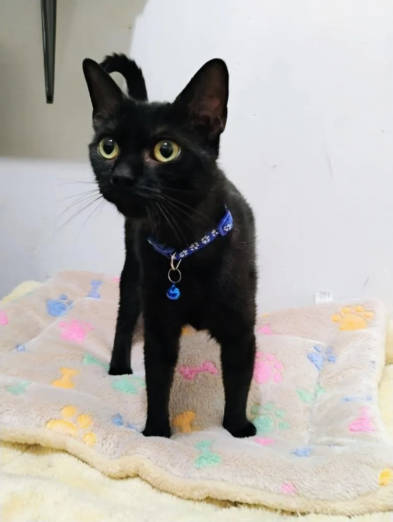 Blueberry thumbnail 2