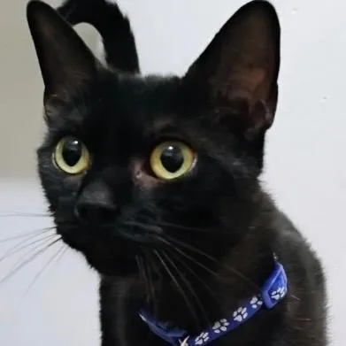 Blueberry thumbnail 3