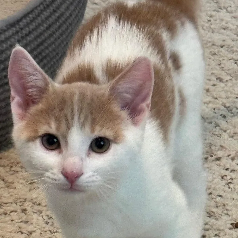 A baby small-sized female White Domestic Short Hair cat named Sriracha for adoption in Frederick, MD