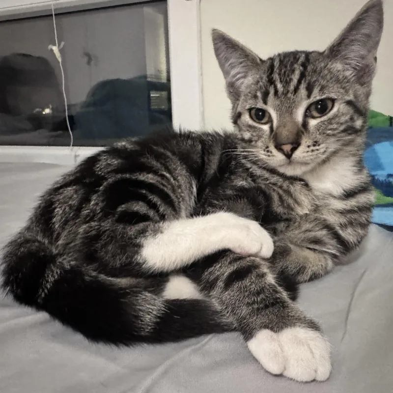 A baby small-sized male Black Domestic Short Hair cat named Cape Cod for adoption in Richmond, VA
