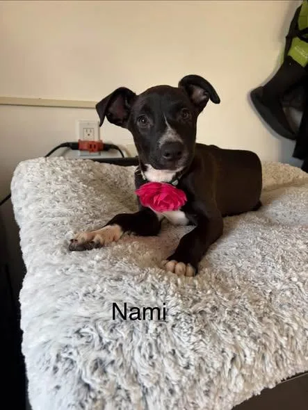 A baby medium-sized female Black Labrador Retriever dog named Nami for adoption in Poway, CA