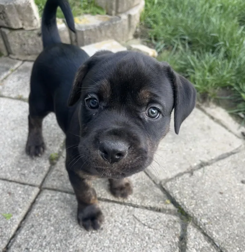 A baby large-sized female Cane Corso dog named Sophia for adoption in Youngstown, OH