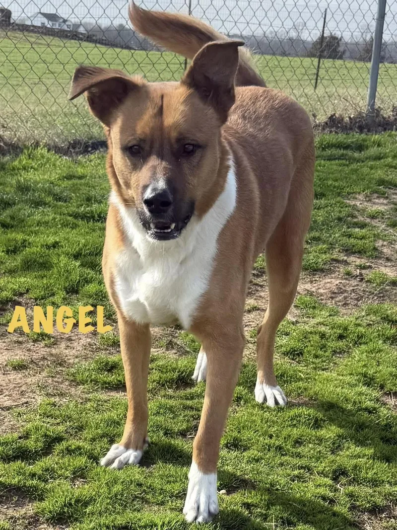 Angel