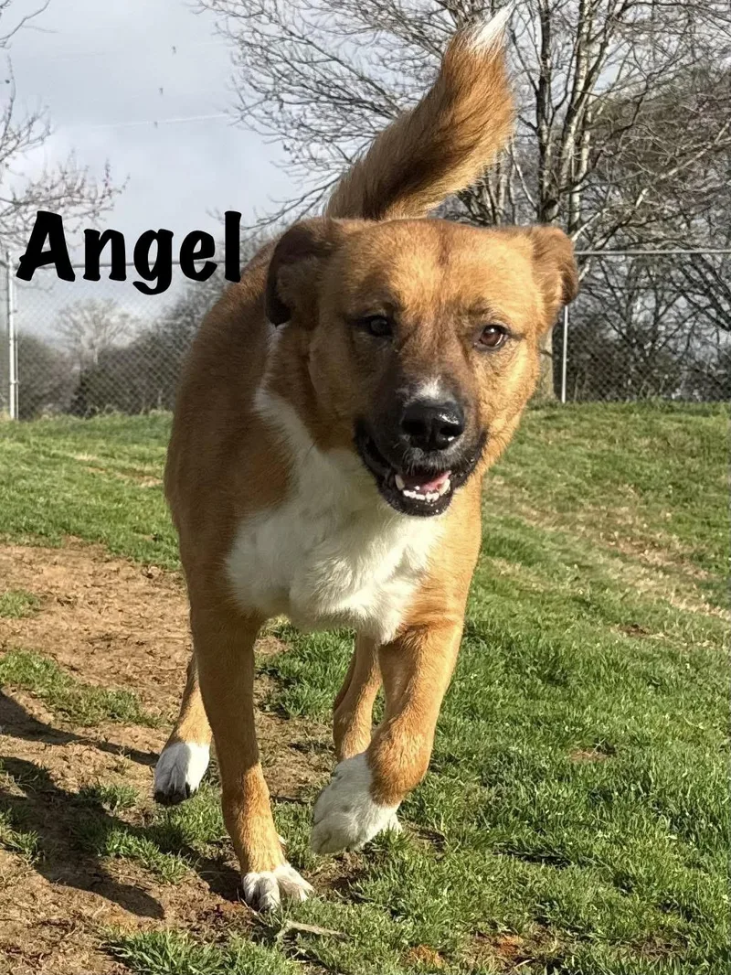 Angel thumbnail 4