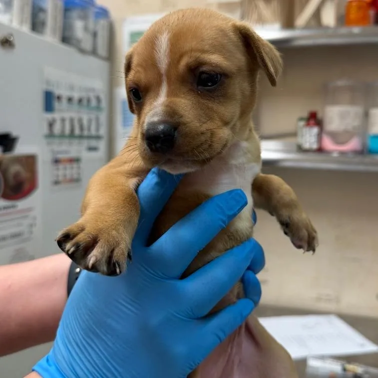 A baby small-sized female Pit Bull Terrier dog named Lottie for adoption in Birmingham, AL