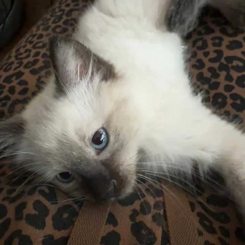 A baby small-sized male Lilac Point Domestic Short Hair cat named Mongo for adoption in Durham, NC