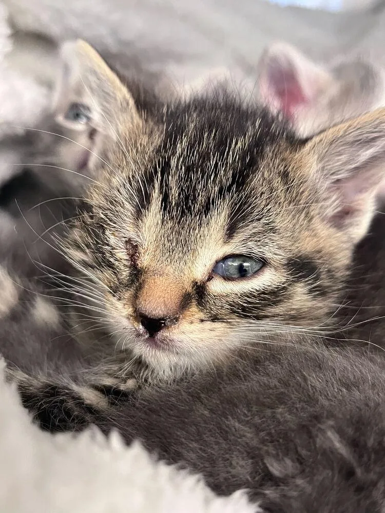 A baby small-sized female Brown / Chocolate Domestic Short Hair cat named Rue for adoption in Bowling Green, OH