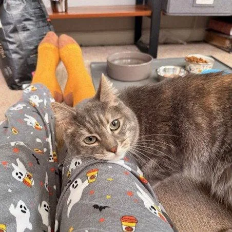 An adult medium-sized female Gray / Blue / Silver Domestic Short Hair cat named Daisy for adoption in Woodland, CA