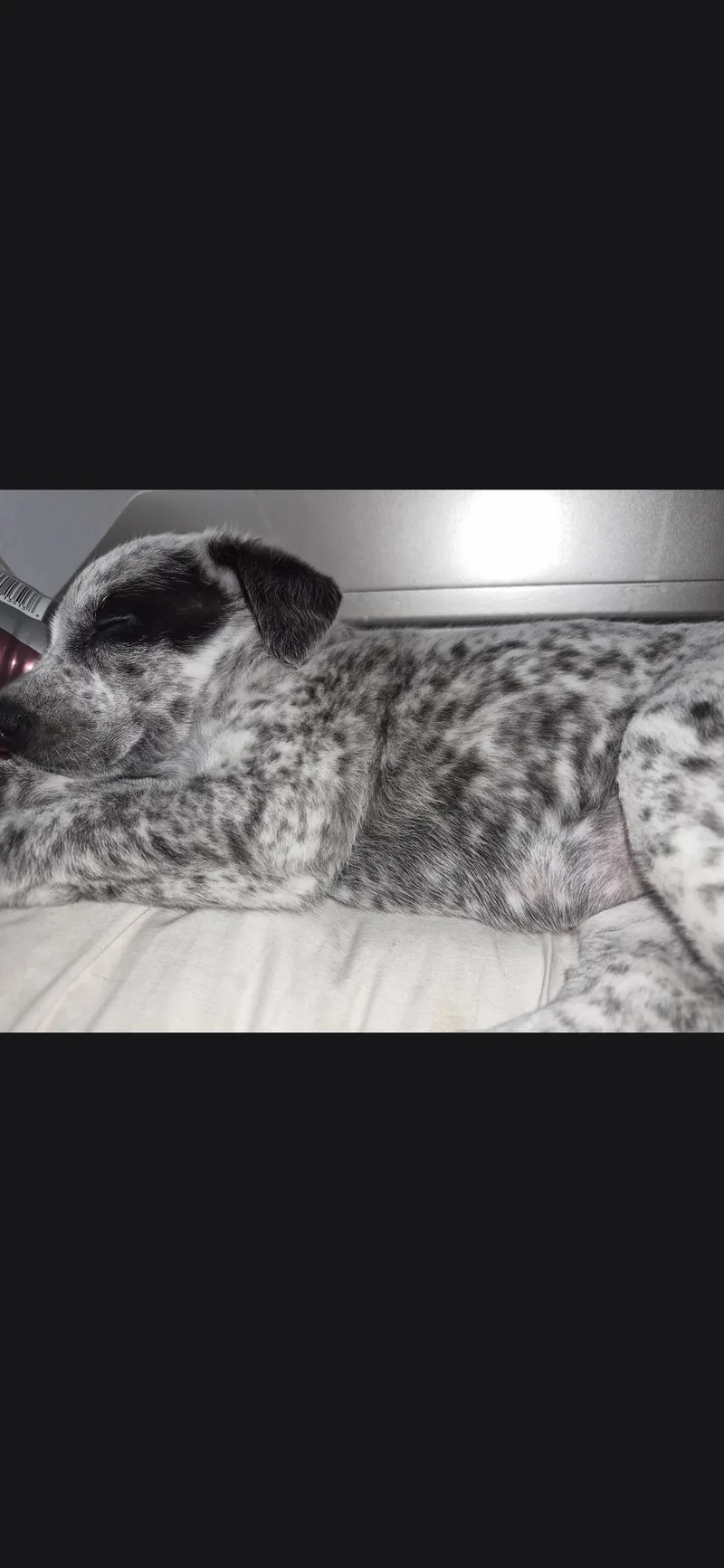 A baby medium-sized female Australian Cattle Dog / Blue Heeler dog named Pebbles for adoption in Plano, TX