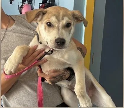 A young medium-sized male Mixed Breed dog named Triton for adoption in Daytona Beach, FL