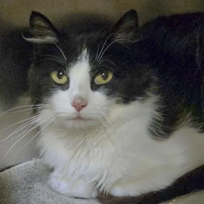 An adult medium-sized male Domestic Medium Hair cat named Tedward for adoption in Westland, MI