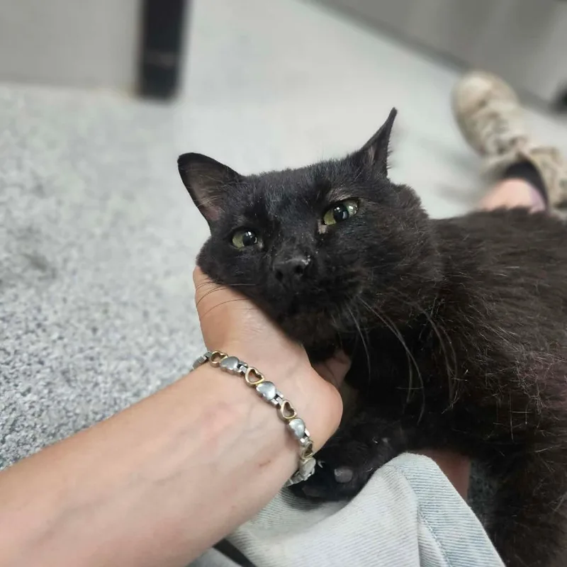 A young medium-sized male Domestic Short Hair cat named Wapsi for adoption in Monticello, IA