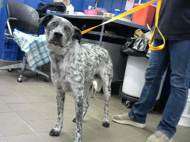 A young medium-sized male Australian Cattle Dog / Blue Heeler dog named Buddy for adoption in Albuquerque, NM